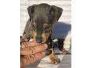 Miniature Pinscher Puppy for sale in Raleigh, NC, USA