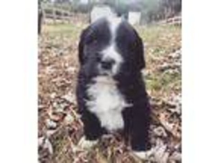 Newfoundland Puppy for sale in Rocky Mount, VA, USA