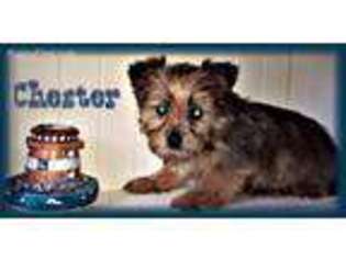 Shorkie Tzu Puppy for sale in Troy, AL, USA