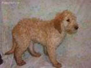 Goldendoodle Puppy for sale in Edgar, WI, USA