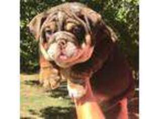 Bulldog Puppy for sale in Greenwood, SC, USA