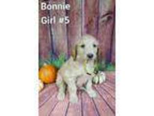 Golden Retriever Puppy for sale in Temple, TX, USA