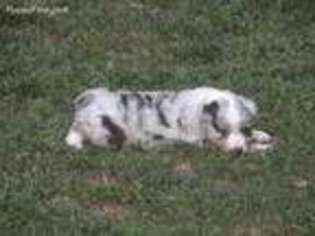 Australian Shepherd Puppy for sale in Willard, MO, USA