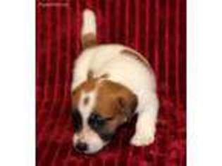 Jack Russell Terrier Puppy for sale in Riverview, FL, USA