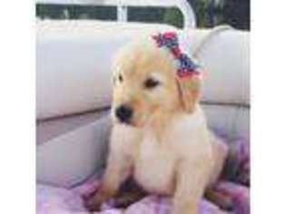Golden Retriever Puppy for sale in FREMONT, NC, USA