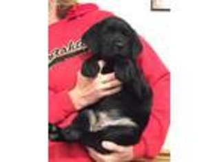 Labrador Retriever Puppy for sale in Central City, NE, USA