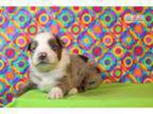 Australian Shepherd Puppy for sale in Fort Worth, TX, USA