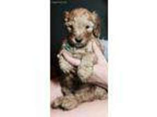 Goldendoodle Puppy for sale in Dansville, MI, USA