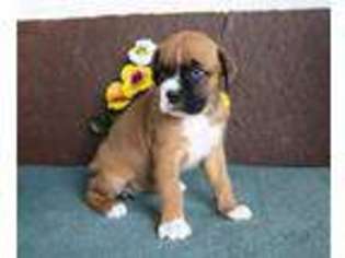 Boxer Puppy for sale in Bird In Hand, PA, USA
