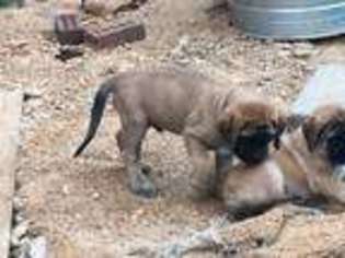 Mastiff Puppy for sale in Taylorsville, NC, USA