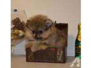 Pomeranian Puppy for sale in FONTANA, CA, USA