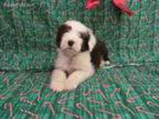 Mutt Puppy for sale in Grandview, WA, USA