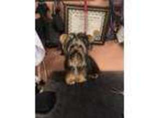 Yorkshire Terrier Puppy for sale in Lehigh Acres, FL, USA
