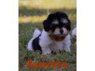 Havanese Puppy for sale in Maysville, OK, USA
