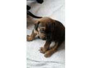Mastiff Puppy for sale in Jonesville, MI, USA