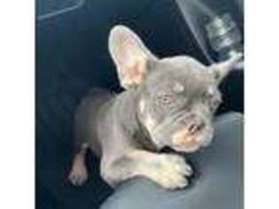 French Bulldog Puppy for sale in East Stroudsburg, PA, USA