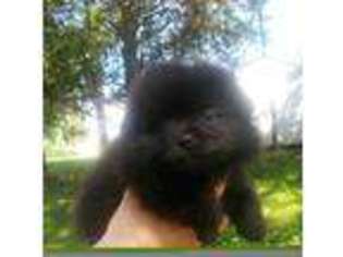 Pomeranian Puppy for sale in Leesburg, OH, USA