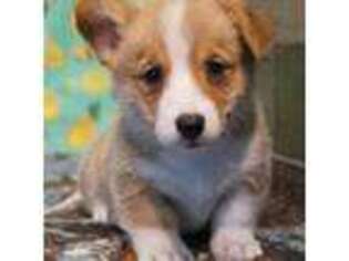 Pembroke Welsh Corgi Puppy for sale in Austin, CO, USA