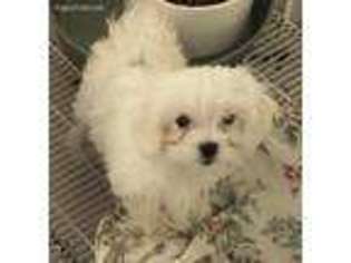 Maltese Puppy for sale in Northport, AL, USA