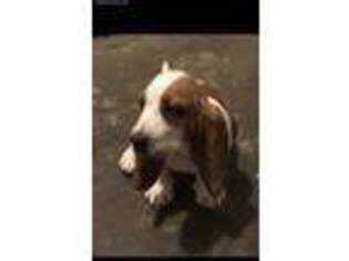 Basset Hound Puppy for sale in Ashland City, TN, USA