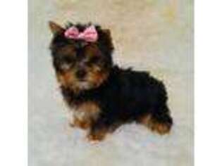 Yorkshire Terrier Puppy for sale in Idabel, OK, USA