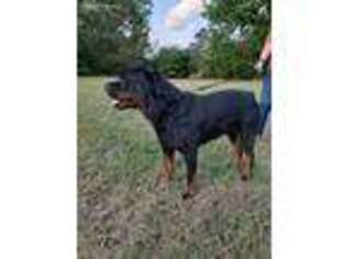 Rottweiler Puppy for sale in Fuquay Varina, NC, USA