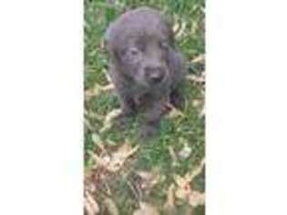 Labrador Retriever Puppy for sale in Neenah, WI, USA