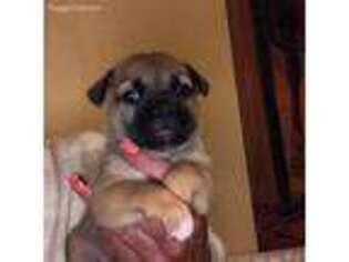French Bulldog Puppy for sale in Salem, NJ, USA