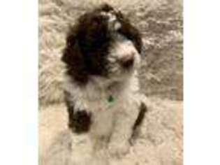 Mutt Puppy for sale in Templeton, IN, USA