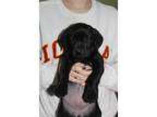 Labrador Retriever Puppy for sale in East Dubuque, IL, USA