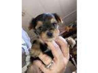 Yorkshire Terrier Puppy for sale in Fillmore, CA, USA