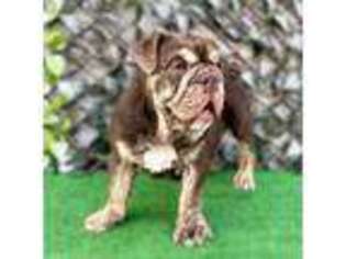 Bulldog Puppy for sale in Lehigh Acres, FL, USA