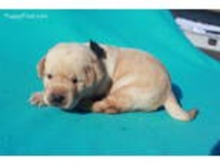 Labrador Retriever Puppy for sale in Rockford, IL, USA