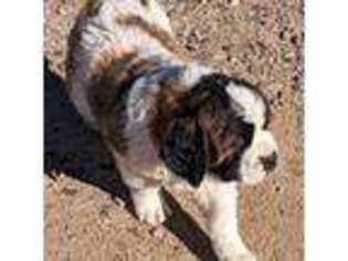 Saint Bernard Puppy for sale in Safford, AZ, USA