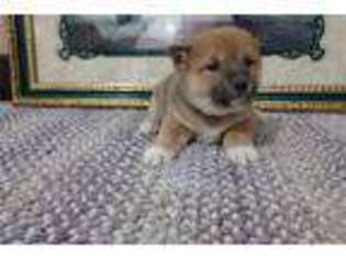 Shiba Inu Puppy for sale in Fort Wayne, IN, USA