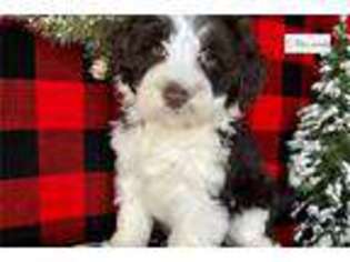 Portuguese Water Dog Puppy for sale in Canton, OH, USA