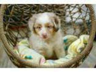 Miniature Australian Shepherd Puppy for sale in Camden, TN, USA