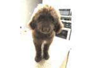 Newfoundland Puppy for sale in Kewanee, IL, USA