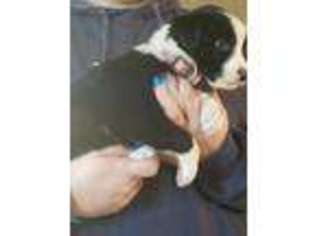 Border Collie Puppy for sale in Olympia, WA, USA