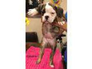 Olde English Bulldogge Puppy for sale in San Antonio, TX, USA