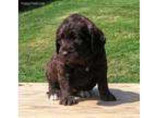 Labradoodle Puppy for sale in Palmyra, IN, USA