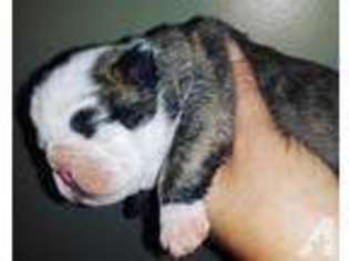 Bulldog Puppy for sale in JEFFERSON, OH, USA