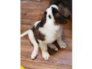 Saint Bernard Puppy for sale in Bend, OR, USA