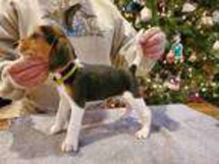 Beagle Puppy for sale in Spencer, OH, USA