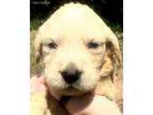 Golden Retriever Puppy for sale in Wheatfield, IN, USA