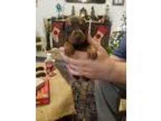 Doberman Pinscher Puppy for sale in Five Points, AL, USA