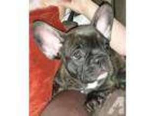 French Bulldog Puppy for sale in LONDON, KY, USA