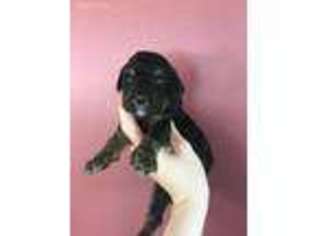Mutt Puppy for sale in Denair, CA, USA