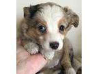 Miniature Australian Shepherd Puppy for sale in Hebron, IN, USA