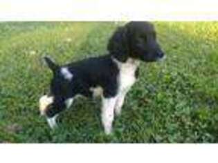 Brittany Puppy for sale in Dundee, OH, USA